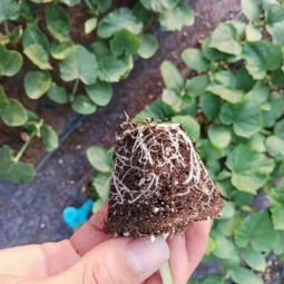 京冀攜手，科技興農(nóng) 北京農(nóng)學(xué)院科技成果轉(zhuǎn)化承德市試驗(yàn)示范基地項(xiàng)目在河北生物領(lǐng)域的新探索